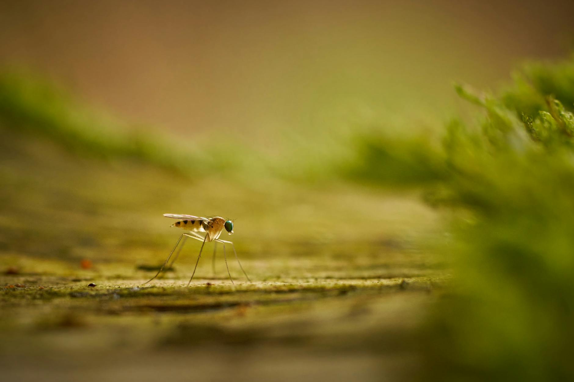 Macro shot highlighting intricate details of a mosquito in a blur background.
