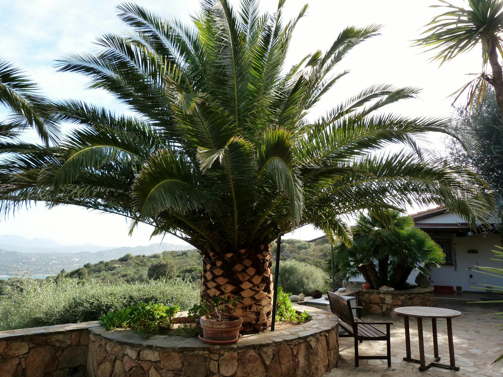 Vibrant palm tree in a serene courtyard in San Pantaleo, Sardinia, Italy. Perfect for nature and travel collections.
